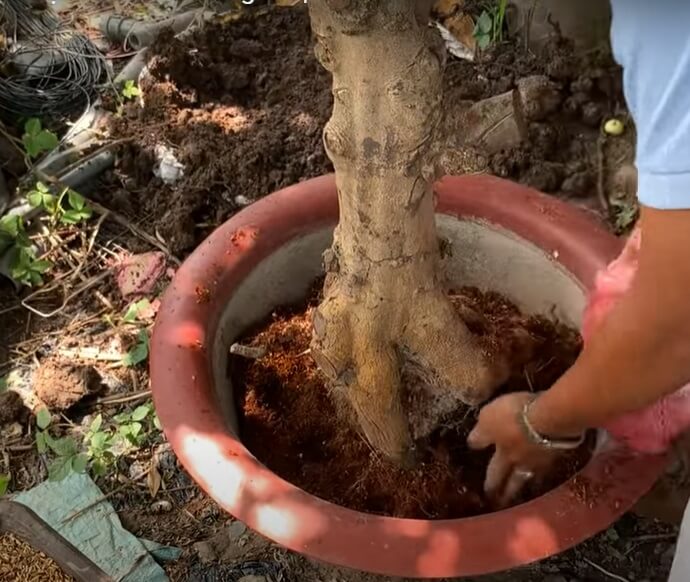 trồng mai vào chậu