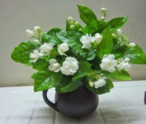 hoa dành dành