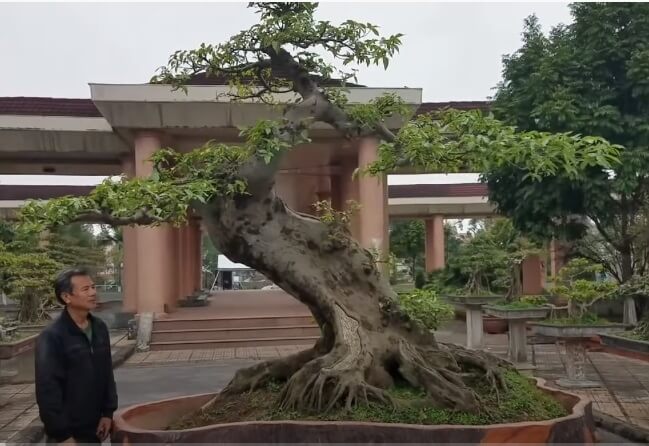 Cây sung bonsai dáng xiêu đẹp