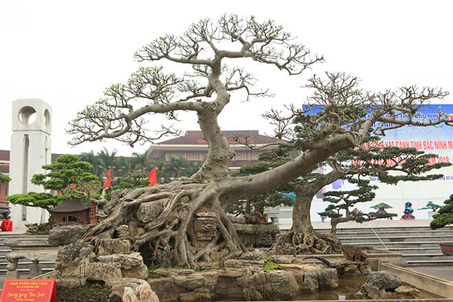 Cây sung bonsai Song Long tọa sơn