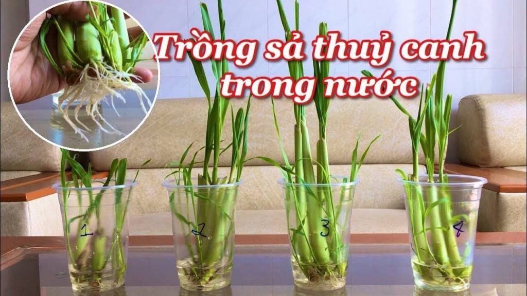 trồng sả trong nhà