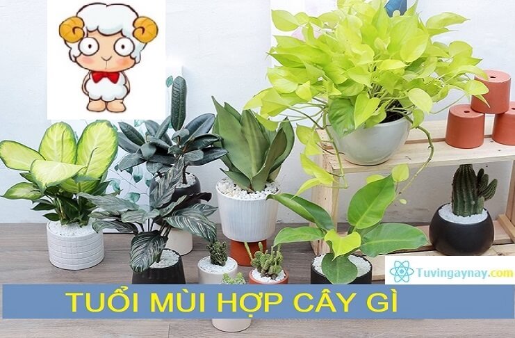 tuổi mùi hợp với cây gì