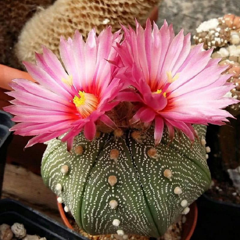 Xương rồng Aster