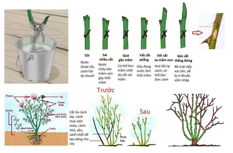 kỹ thuật cắt tỉa hoa hồng