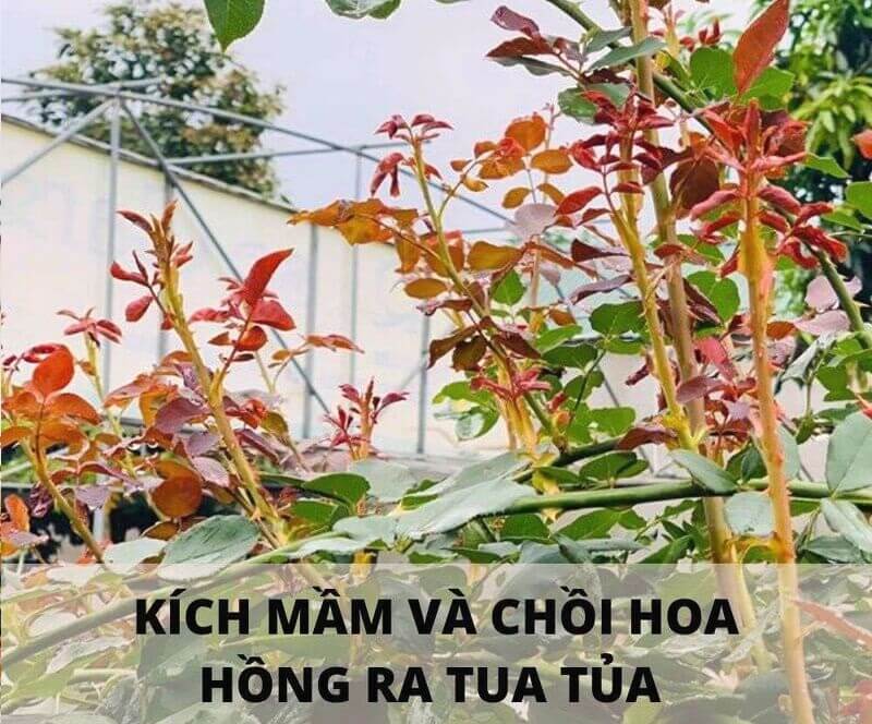 sử dụng phân bón kích chồi