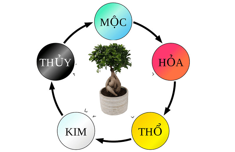 cây hạnh phúc hợp mệnh gì