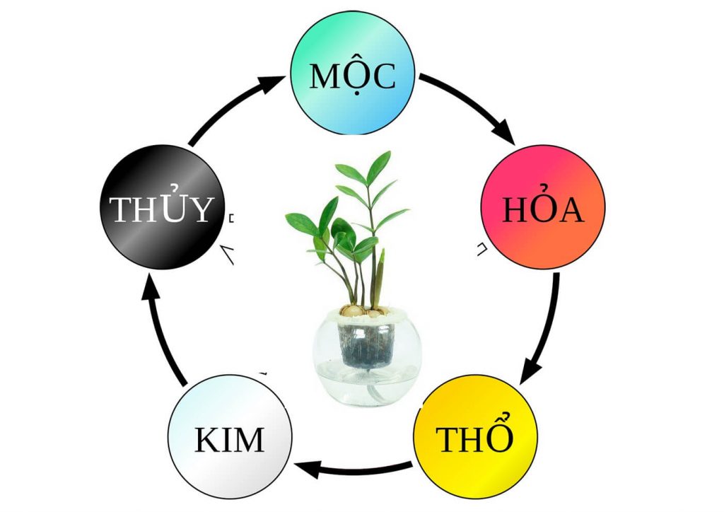 cây kim tiền hợp mệnh gì