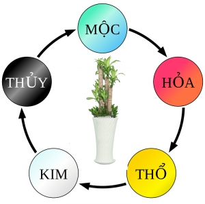 cây thiết mộc lan hợp mệnh gì