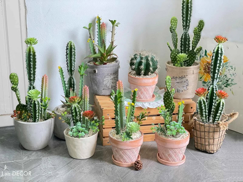 Đặc điểm cây Xương rồng
