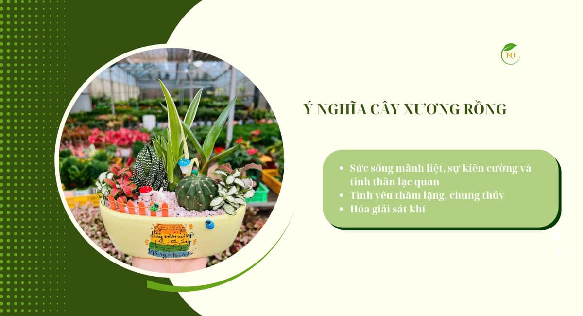 Ý nghĩa cây xương rồng