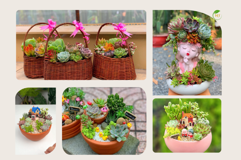 Ý nghĩa cây sen đá trong phong thủy