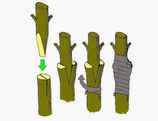 cách ghép cây khế