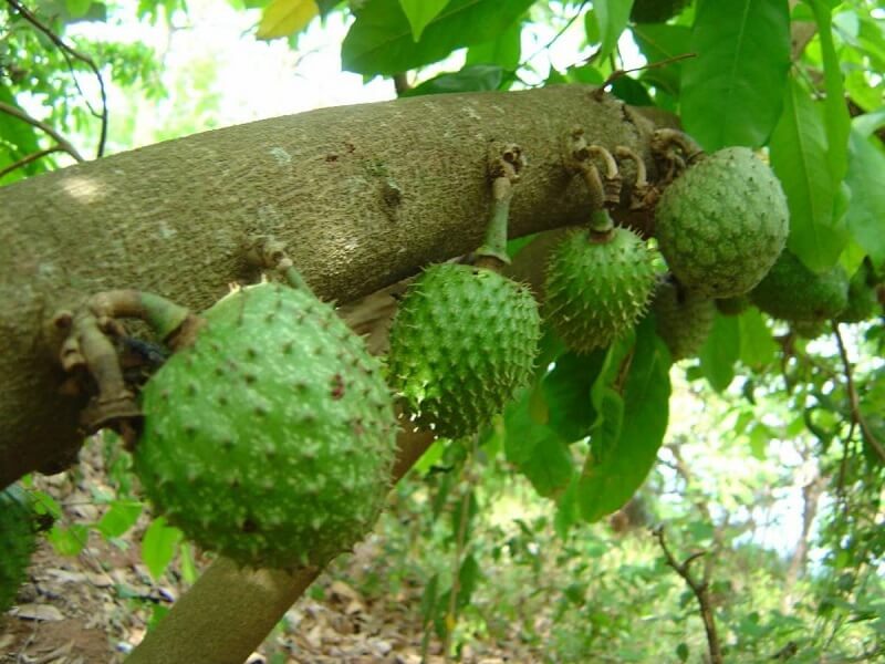 kỹ thuật trồng cây mãng cầu xiêm