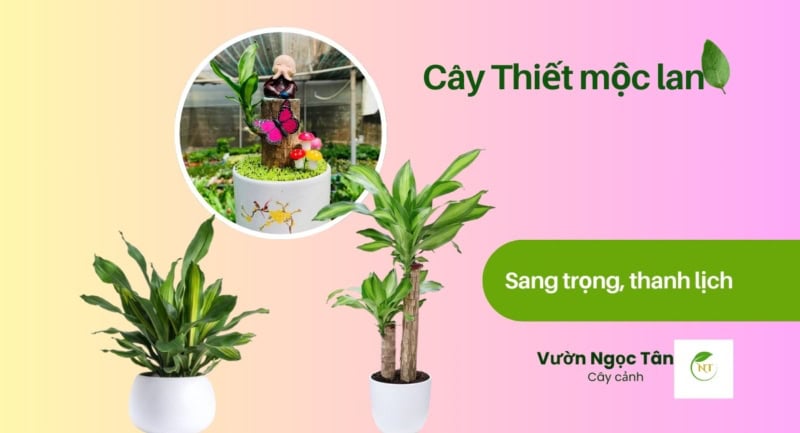 Cây Thiết mộc lan