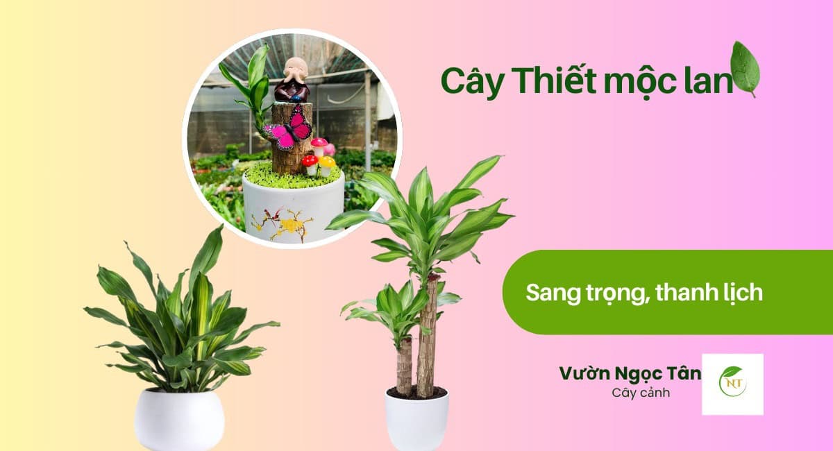 Cây Thiết mộc lan