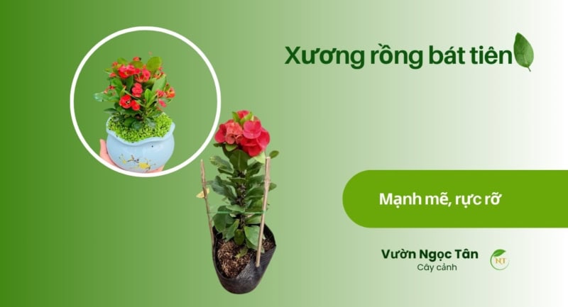 cây xương rồng bát tiên