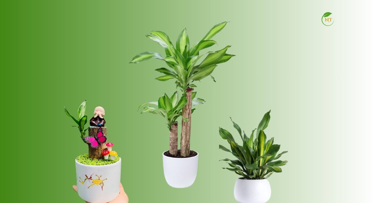 Đặc điểm cây Thiết mộc lan