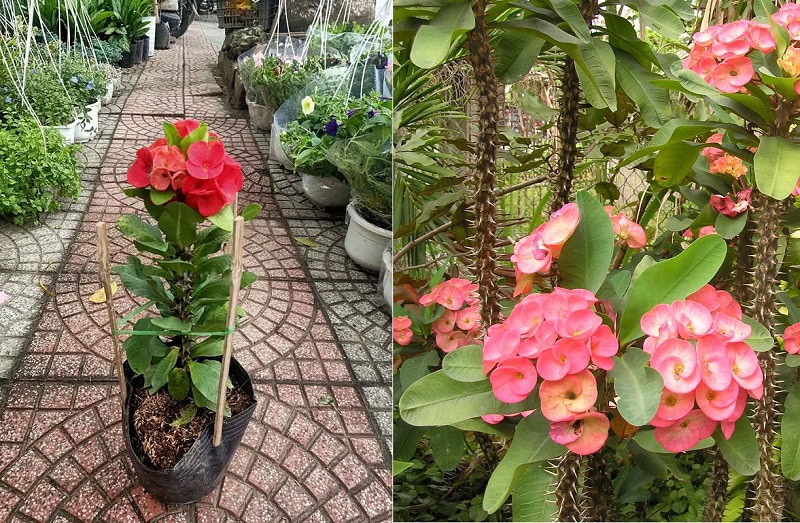 đặc điểm cây xương rồng bát tiên