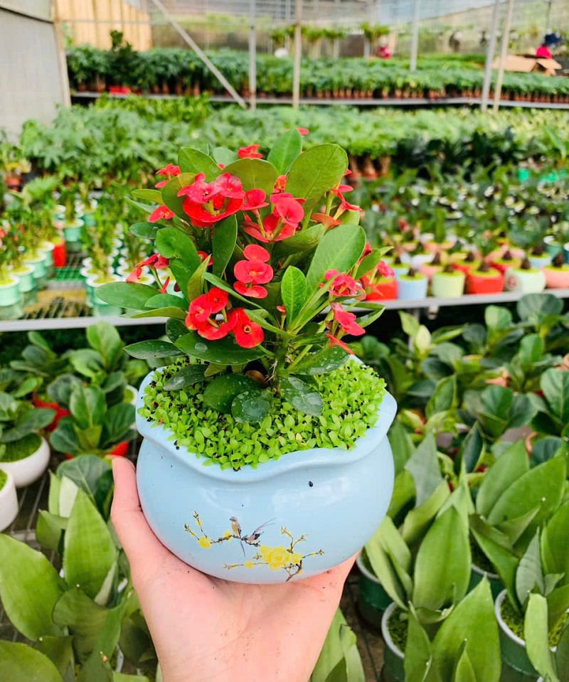 Tác dụng cây xương rồng bát tiên