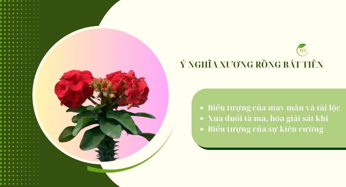 Ý nghĩa cây xương rồng bát tiên