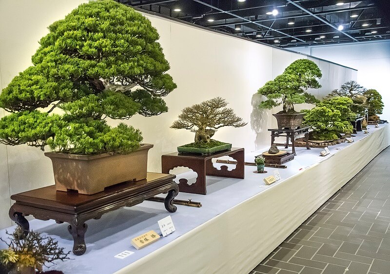 Các loại cây bonsai phổ biến