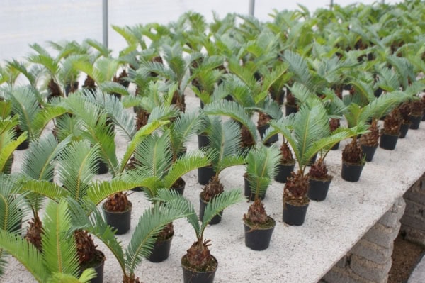Nhân giống cây Vạn tuế