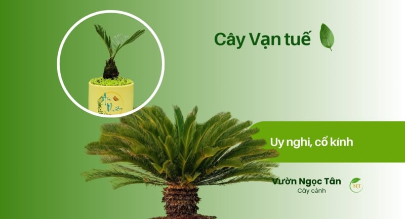 Cây vạn tuế