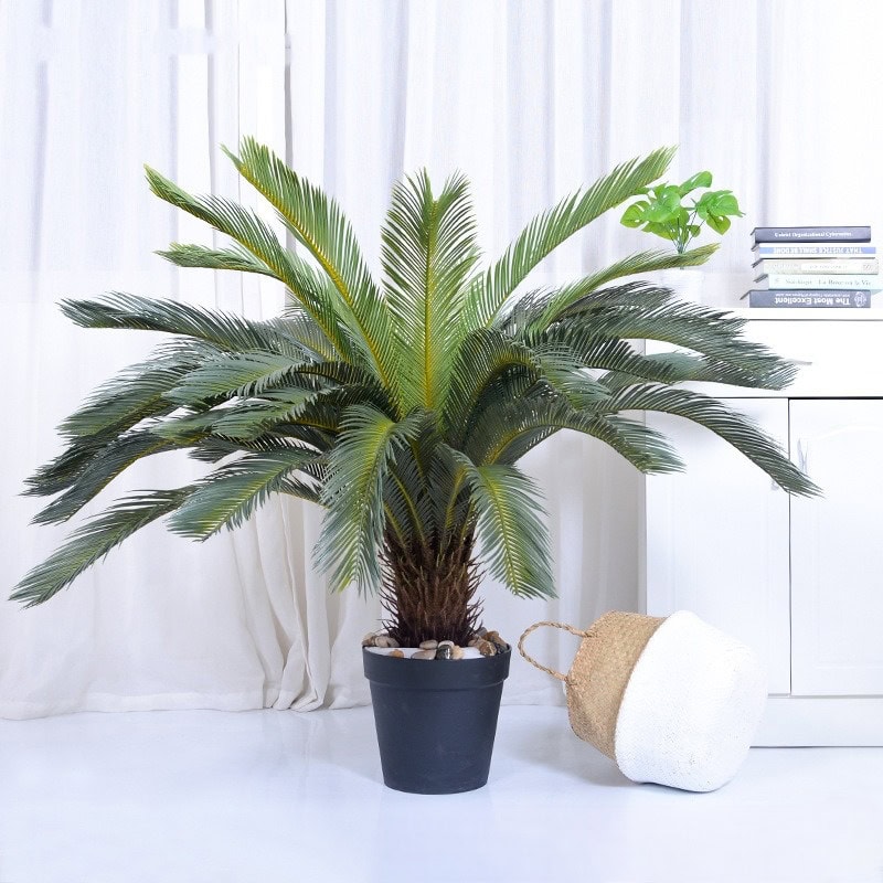 Tác dụng cây vạn tuế