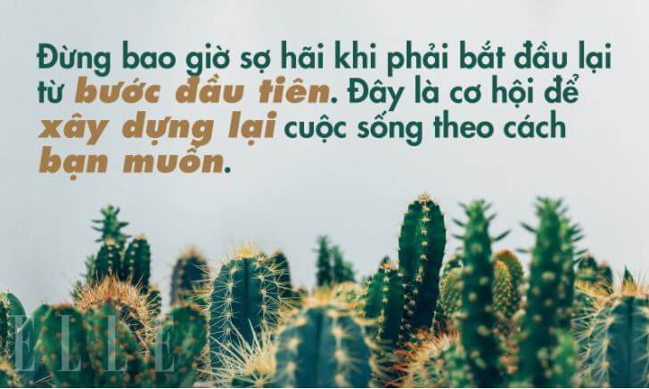 những câu nói hay về hoa xương rồng