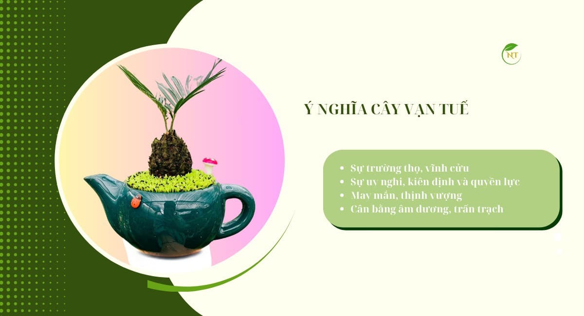 Ý nghĩa cây vạn tuế