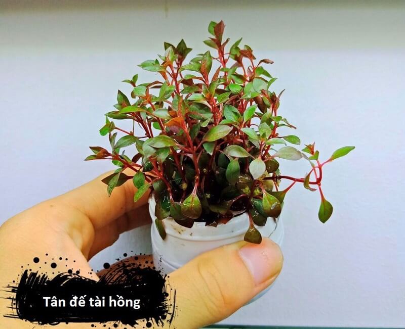 cây thủy sinh tân đế tài hồng