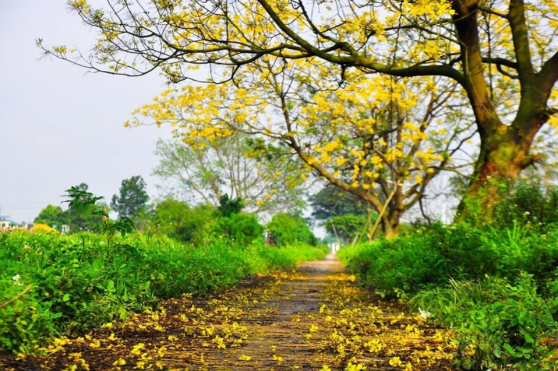 cây hoa màu vàng trồng vỉa hè