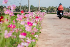 hoa màu tím trồng ven đường