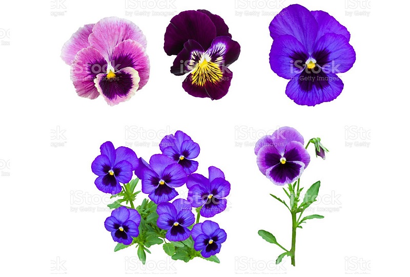 Hoa Pansy