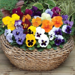 Hoa Pansy