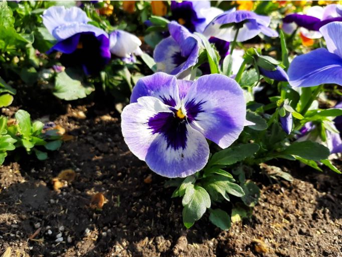 Hoa Pansy