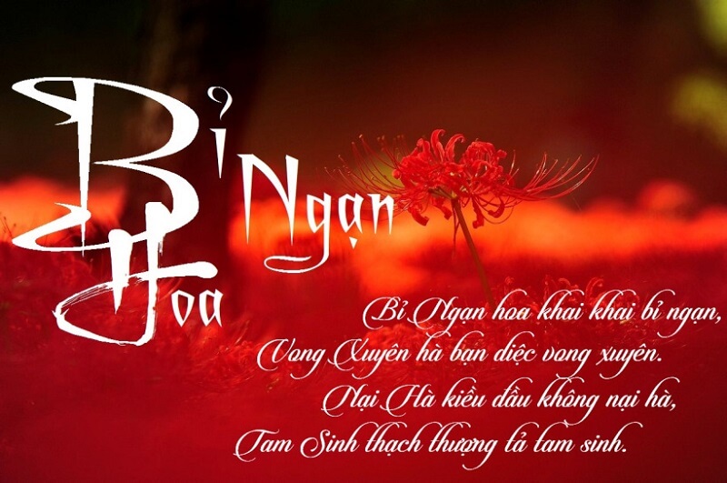 truyền thuyết hoa bỉ ngạn