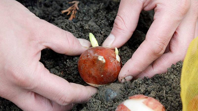 Cách chăm sóc hoa tulip