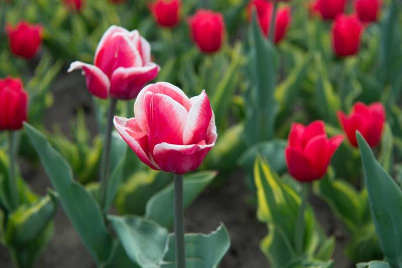 Phòng trừ sâu bệnh cho hoa tulip