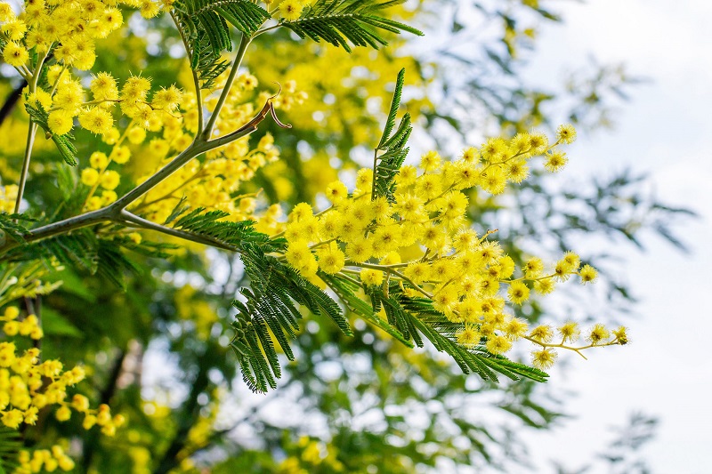 hoa Mimosa 