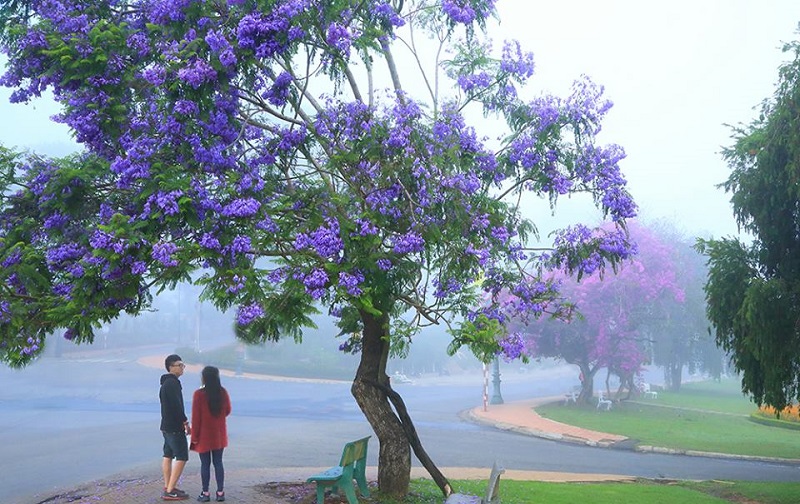 hoa phượng tím