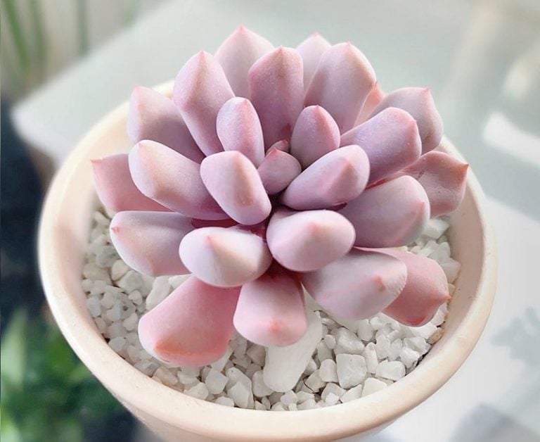 40+ các loại sen đá đẹp, phổ biến và dễ trồng ở Việt Nam | Vườn Ngọc Tân