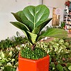Chậu cây Bàng Singapore lục giác nền cỏ