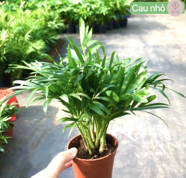 chậu cây cau thô nhỏ