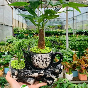 Chậu cây Kim ngân bonsai ấm trà đôi nhỏ màu đen nền cỏ