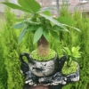 Chậu cây Kim ngân bonsai ấm trà đôi nhỏ màu đen nền cỏ