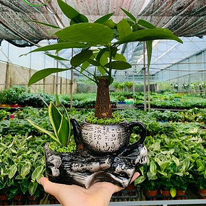 Chậu cây Kim ngân bonsai ấm trà đôi nhỏ màu đen nền cỏ