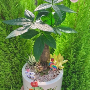 Chậu cây Kim ngân bonsai mix tiểu cảnh nền sỏi