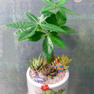 Chậu cây Kim ngân bonsai mix tiểu cảnh nền sỏi