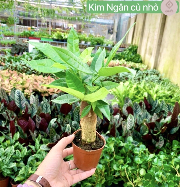 chậu cây kim ngân thô nhỏ